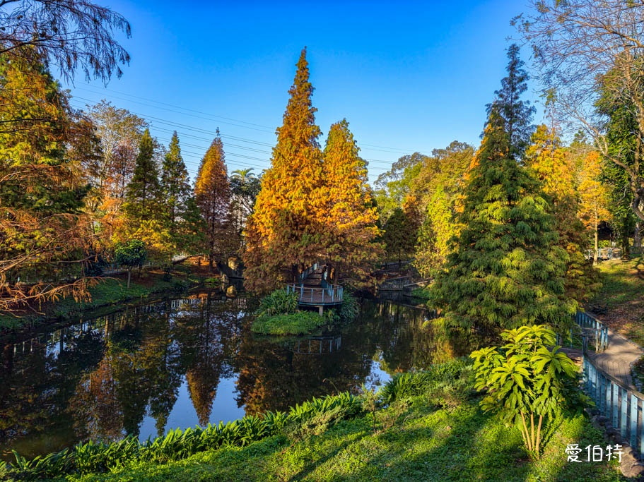 長庚養生文化村-落羽松公園｜桃園龜山漫步於湖畔落羽松隧道 @愛伯特