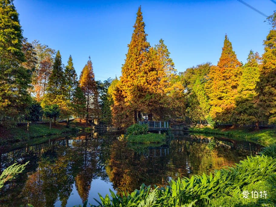 長庚養生文化村-落羽松公園｜桃園龜山漫步於湖畔落羽松隧道 @愛伯特