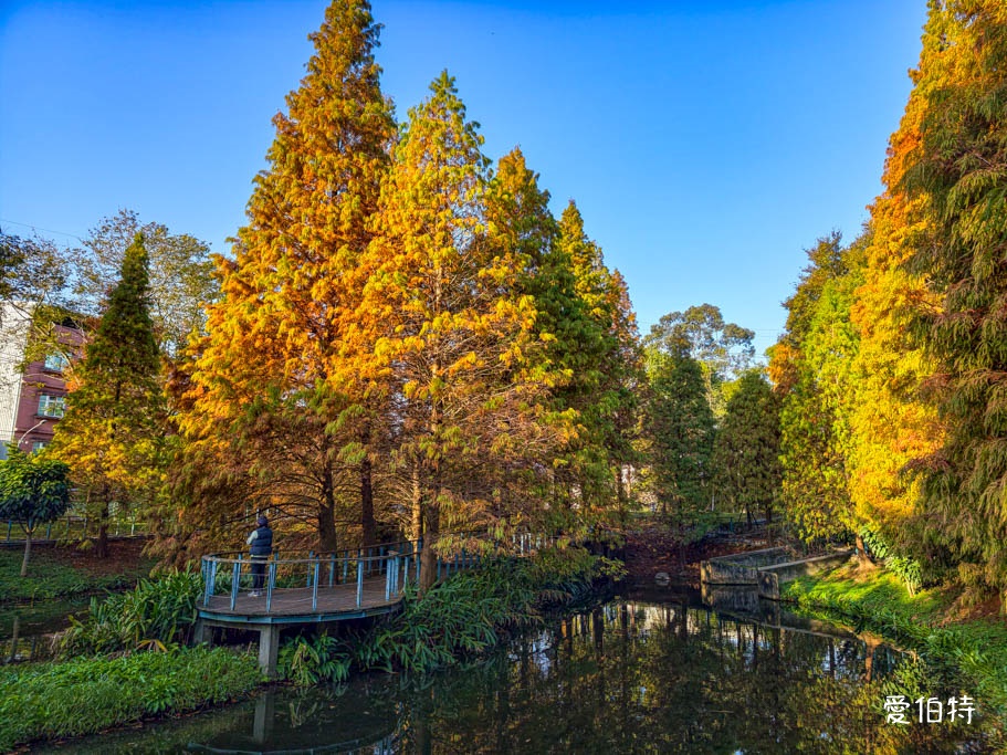 長庚養生文化村-落羽松公園｜桃園龜山漫步於湖畔落羽松隧道 @愛伯特