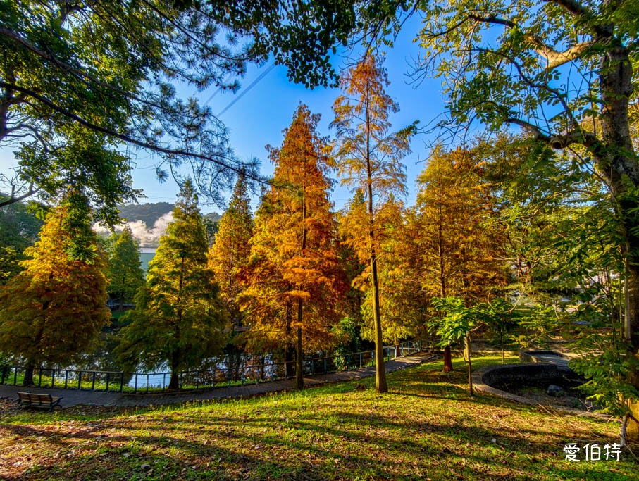 長庚養生文化村-落羽松公園｜桃園龜山漫步於湖畔落羽松隧道 @愛伯特