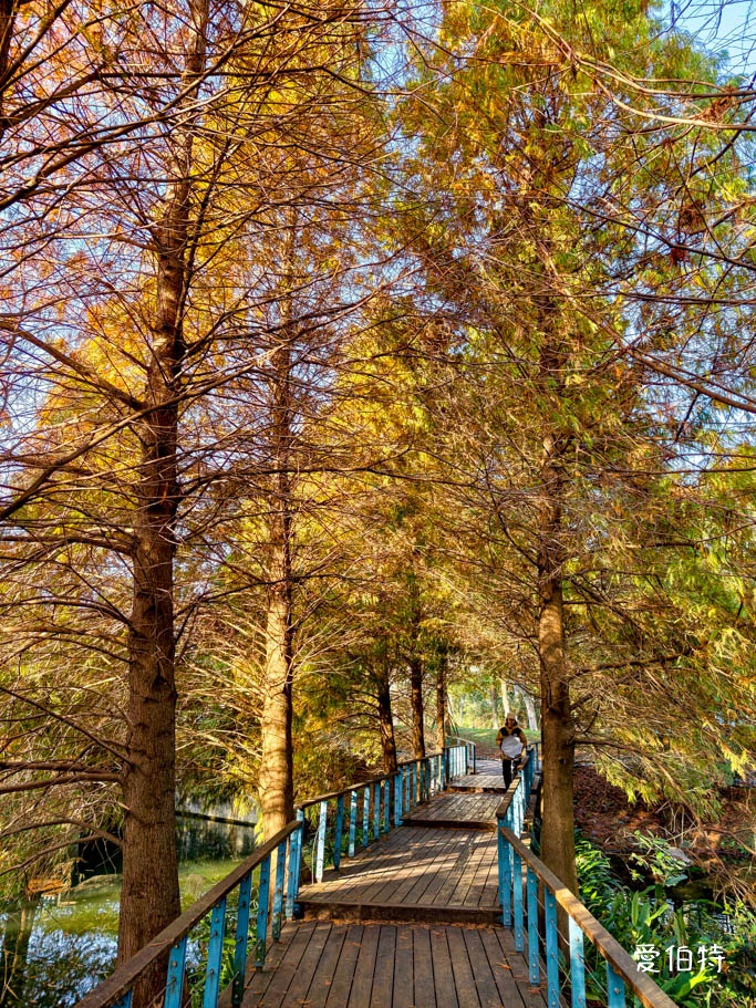 長庚養生文化村-落羽松公園｜桃園龜山漫步於湖畔落羽松隧道 @愛伯特