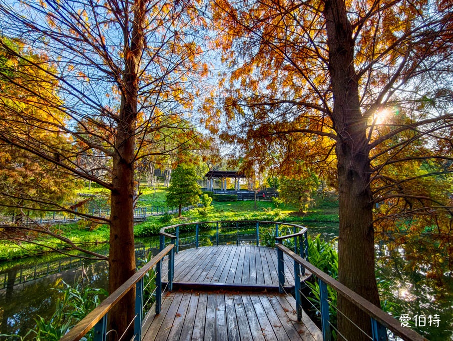 長庚養生文化村-落羽松公園｜桃園龜山漫步於湖畔落羽松隧道 @愛伯特
