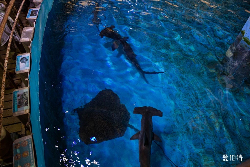 宜蘭礁溪室內景點｜金車生技水產養殖研發中心，餵鯊魚親子水族館