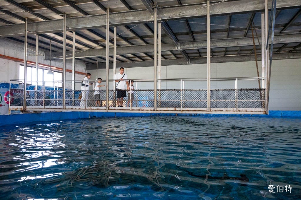 宜蘭礁溪室內景點｜金車生技水產養殖研發中心，餵鯊魚親子水族館