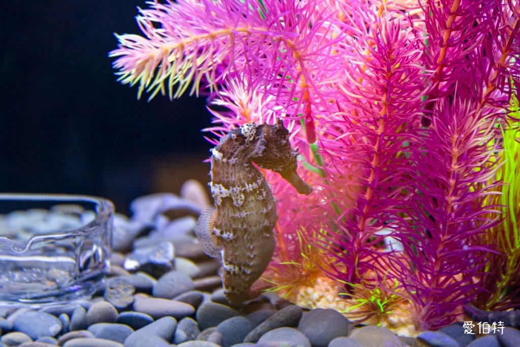 宜蘭礁溪室內景點｜金車生技水產養殖研發中心，餵鯊魚親子水族館