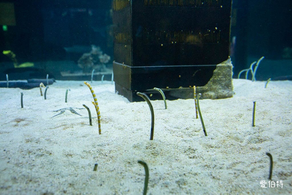 宜蘭礁溪室內景點｜金車生技水產養殖研發中心，餵鯊魚親子水族館