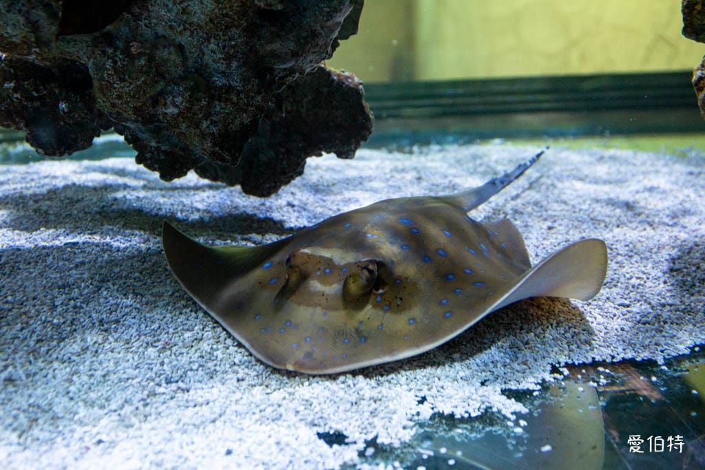 宜蘭礁溪室內景點｜金車生技水產養殖研發中心，餵鯊魚親子水族館