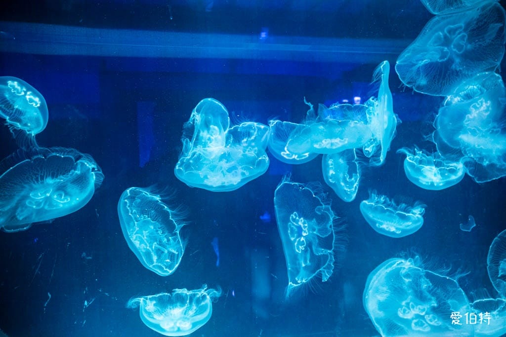 宜蘭礁溪室內景點｜金車生技水產養殖研發中心，餵鯊魚親子水族館