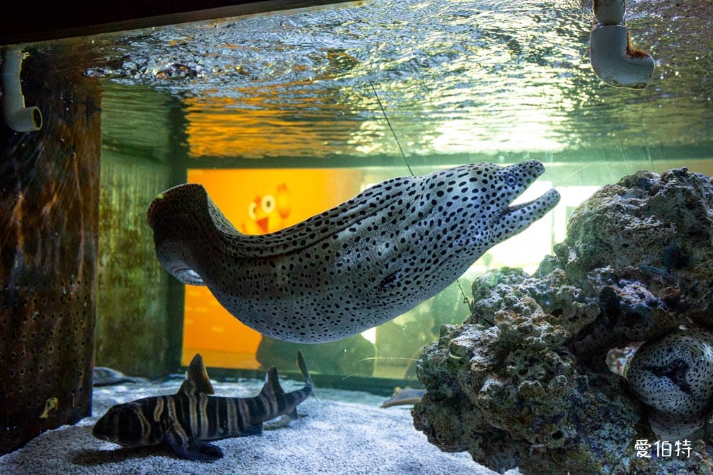 宜蘭礁溪室內景點｜金車生技水產養殖研發中心，餵鯊魚親子水族館