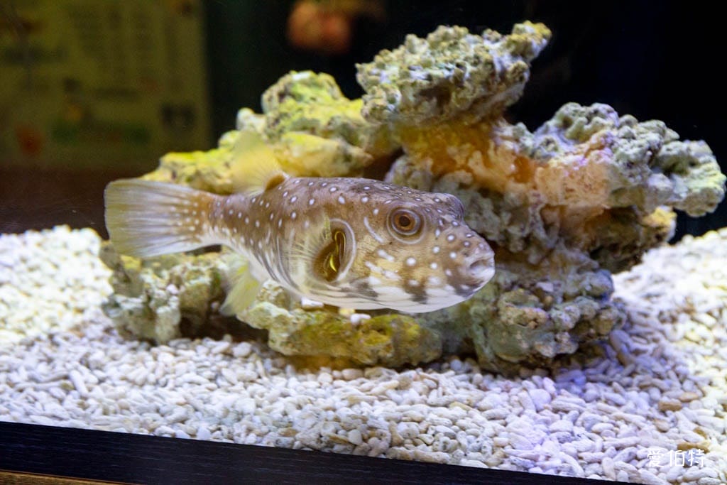 宜蘭礁溪室內景點｜金車生技水產養殖研發中心，餵鯊魚親子水族館