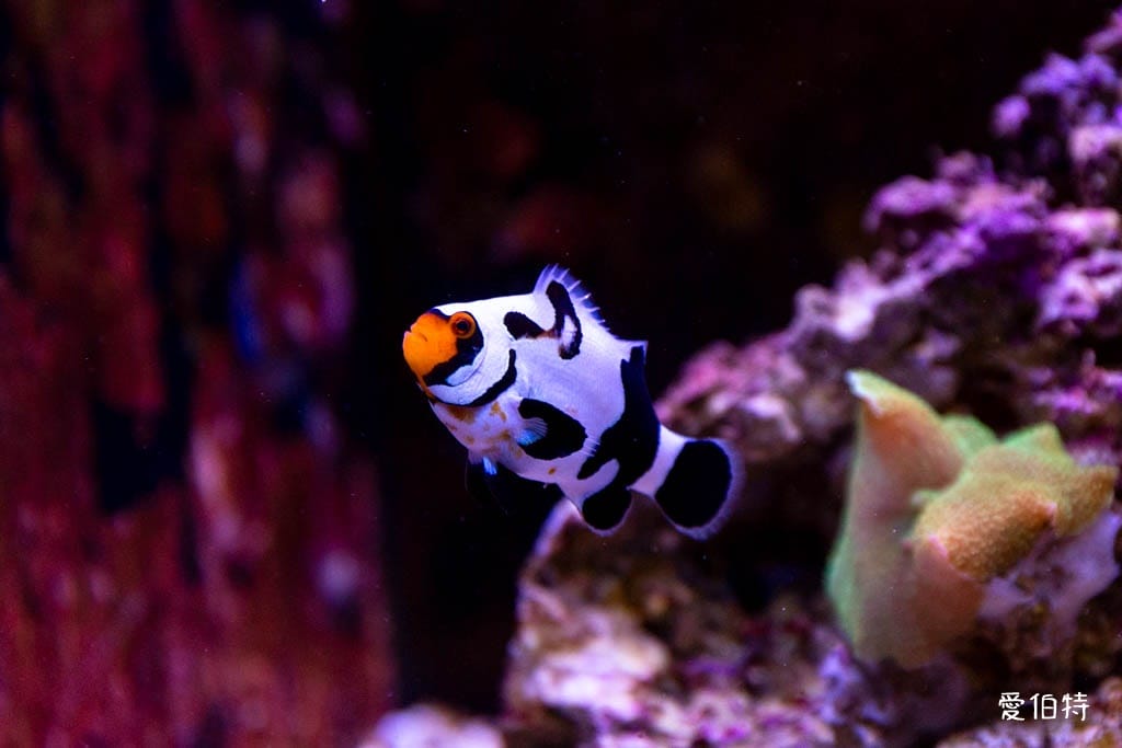 宜蘭礁溪室內景點｜金車生技水產養殖研發中心，餵鯊魚親子水族館