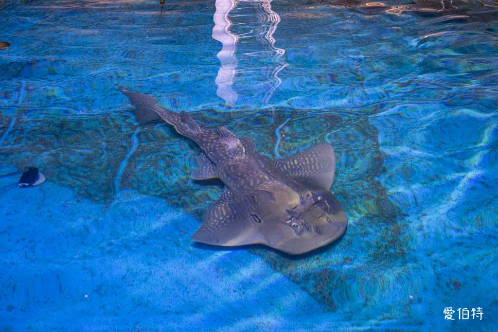 宜蘭礁溪室內景點｜金車生技水產養殖研發中心，餵鯊魚親子水族館