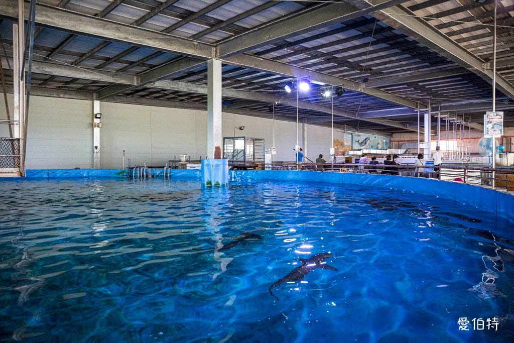 宜蘭礁溪室內景點｜金車生技水產養殖研發中心，餵鯊魚親子水族館
