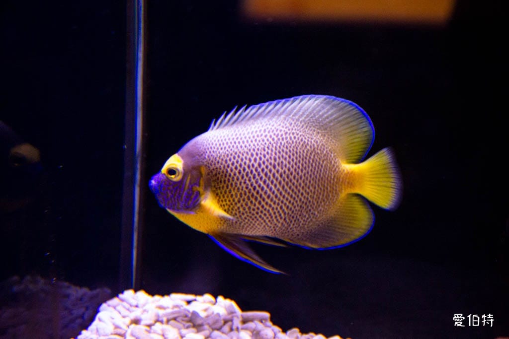 宜蘭礁溪室內景點｜金車生技水產養殖研發中心，餵鯊魚親子水族館