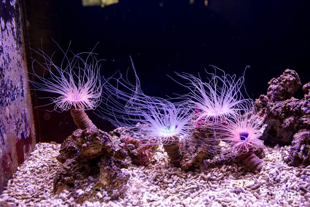 宜蘭礁溪室內景點｜金車生技水產養殖研發中心，餵鯊魚親子水族館