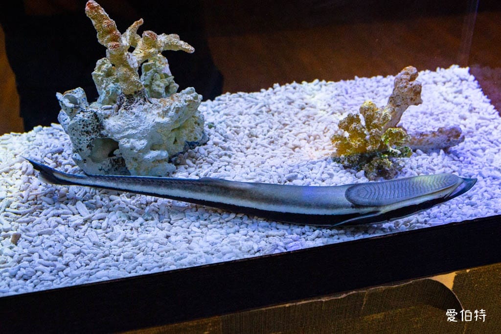 宜蘭礁溪室內景點｜金車生技水產養殖研發中心，餵鯊魚親子水族館
