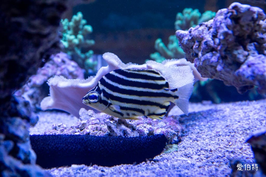 宜蘭礁溪室內景點｜金車生技水產養殖研發中心，餵鯊魚親子水族館