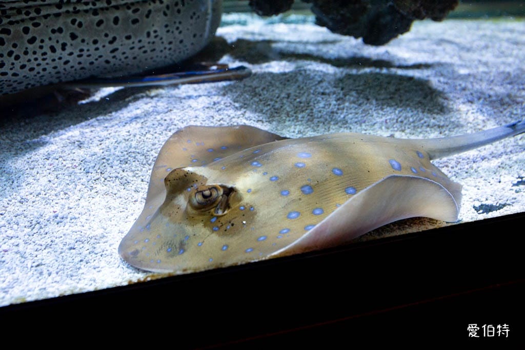 宜蘭礁溪室內景點｜金車生技水產養殖研發中心，餵鯊魚親子水族館