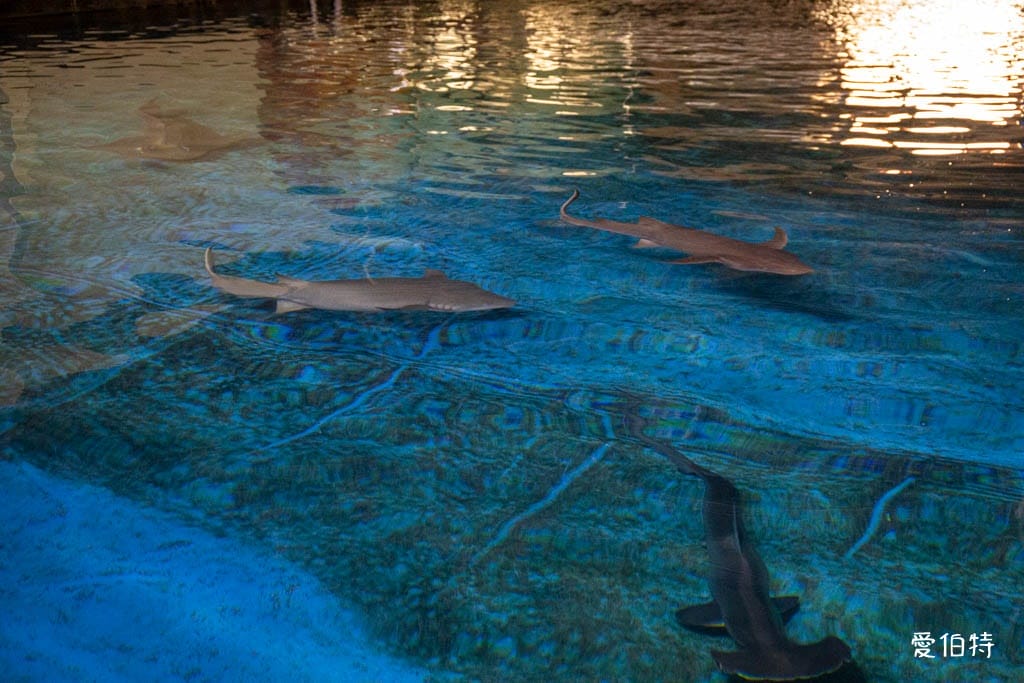 宜蘭礁溪室內景點｜金車生技水產養殖研發中心，餵鯊魚親子水族館