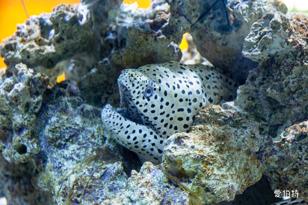宜蘭礁溪室內景點｜金車生技水產養殖研發中心，餵鯊魚親子水族館