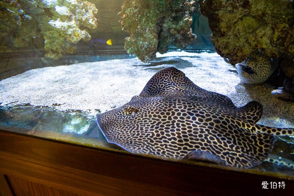 宜蘭礁溪室內景點｜金車生技水產養殖研發中心，餵鯊魚親子水族館