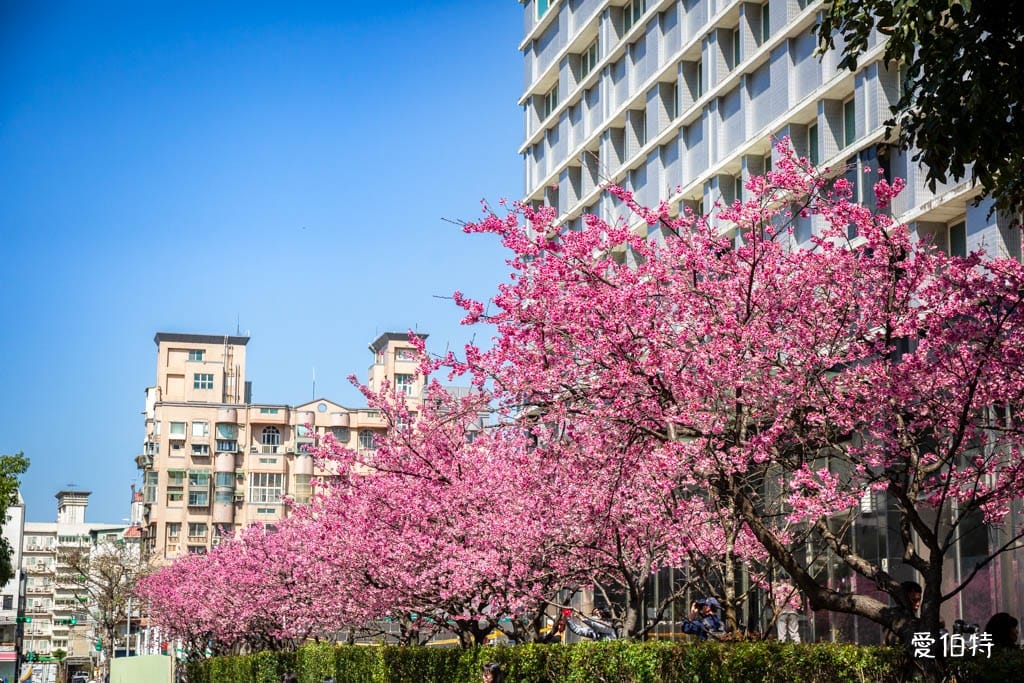 2026禾聯總公司櫻花秘境｜桃園龜山賞櫻三色寒櫻盛開