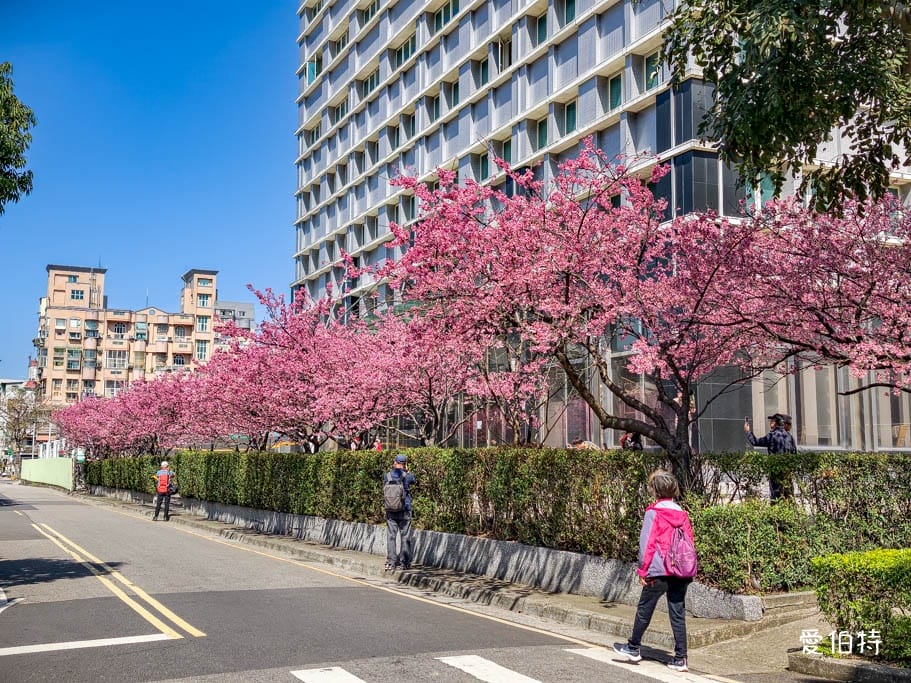 2026禾聯總公司櫻花秘境｜桃園龜山賞櫻三色寒櫻盛開