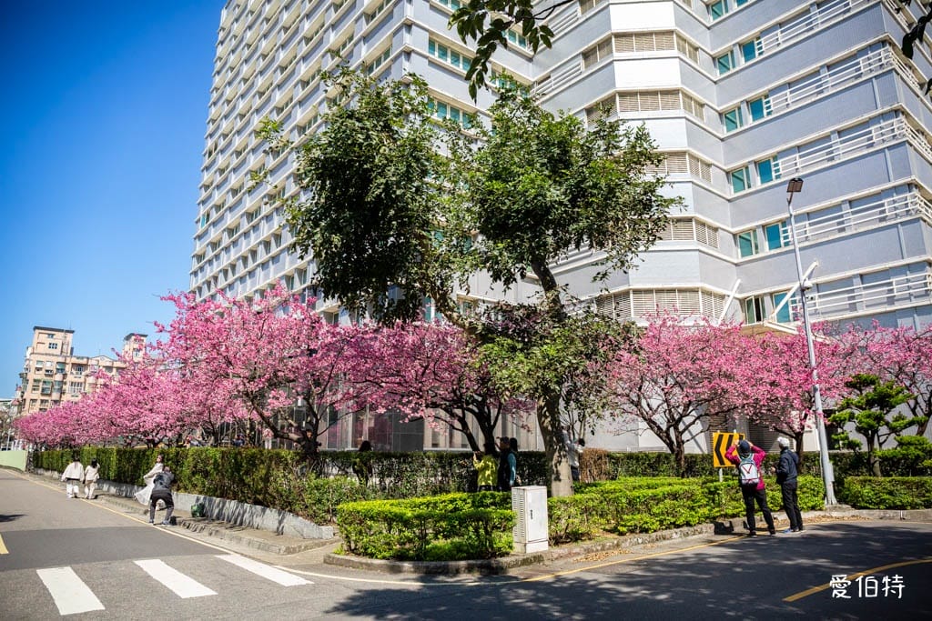 2026禾聯總公司櫻花秘境｜桃園龜山賞櫻三色寒櫻盛開