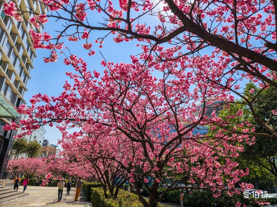 2026禾聯總公司櫻花秘境｜桃園龜山賞櫻三色寒櫻盛開