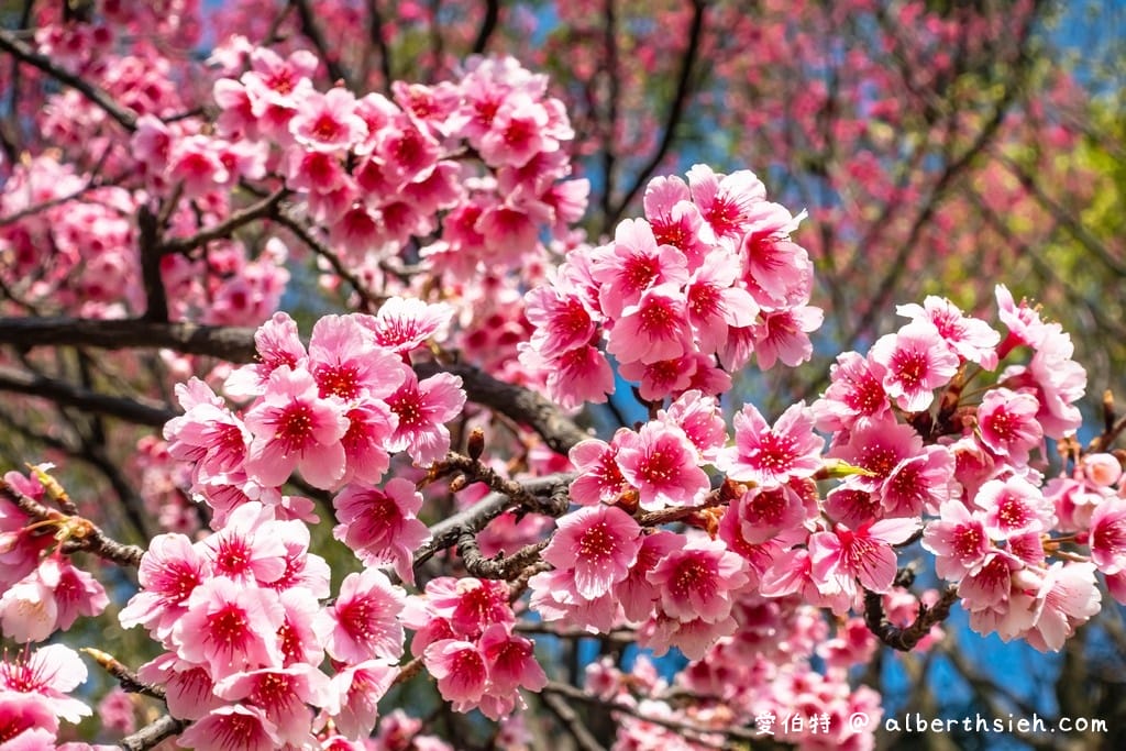 2026桃園龜山壽山巖觀音寺櫻花｜賞櫻花還可拜拜祈福