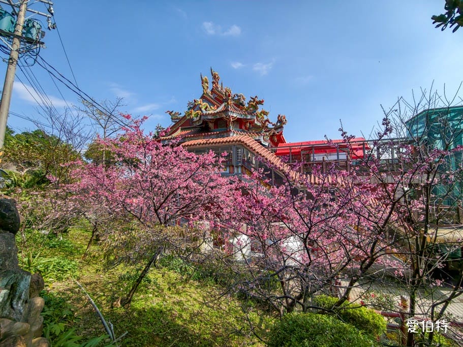 2026桃園龜山壽山巖觀音寺櫻花｜賞櫻花還可拜拜祈福