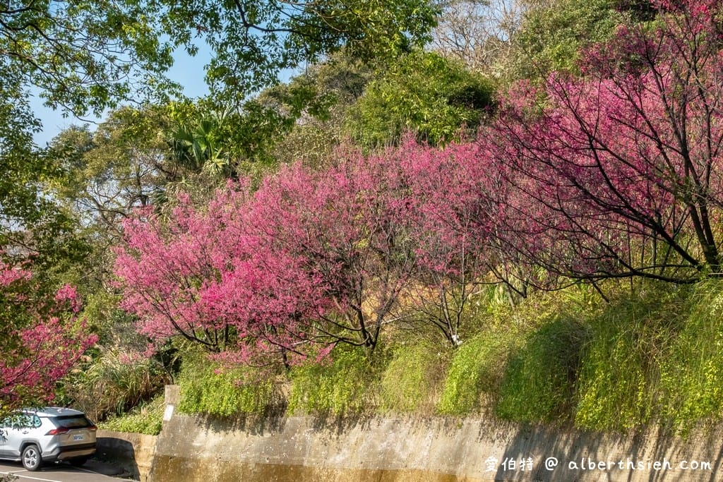 2026桃園龜山壽山巖觀音寺櫻花｜賞櫻花還可拜拜祈福