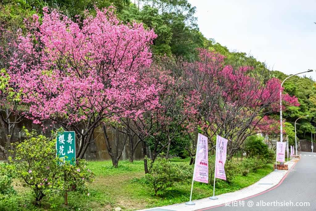 2026桃園龜山壽山巖觀音寺櫻花｜賞櫻花還可拜拜祈福