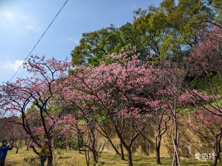 2026桃園龜山壽山巖觀音寺櫻花｜賞櫻花還可拜拜祈福