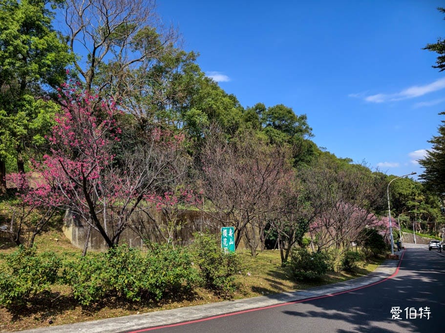 2026桃園龜山壽山巖觀音寺櫻花｜賞櫻花還可拜拜祈福