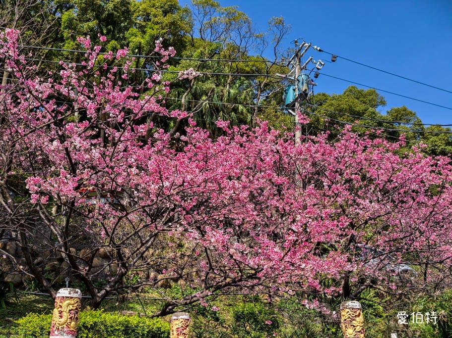2026桃園龜山壽山巖觀音寺櫻花｜賞櫻花還可拜拜祈福