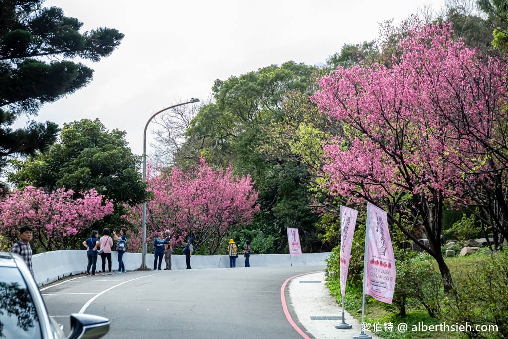 2026桃園龜山壽山巖觀音寺櫻花｜賞櫻花還可拜拜祈福