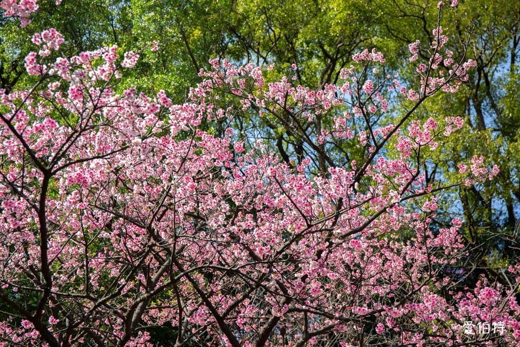 2026桃園龜山壽山巖觀音寺櫻花｜賞櫻花還可拜拜祈福– 愛伯特