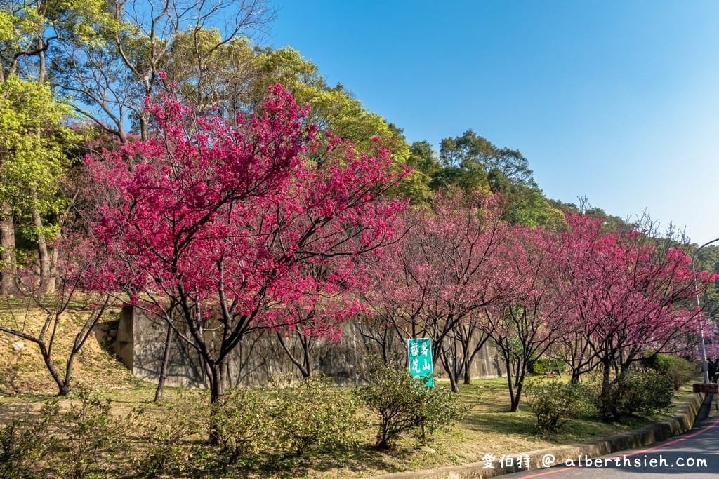 2026桃園龜山壽山巖觀音寺櫻花｜賞櫻花還可拜拜祈福