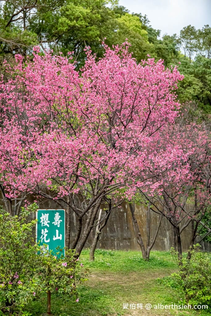 2026桃園龜山壽山巖觀音寺櫻花｜賞櫻花還可拜拜祈福