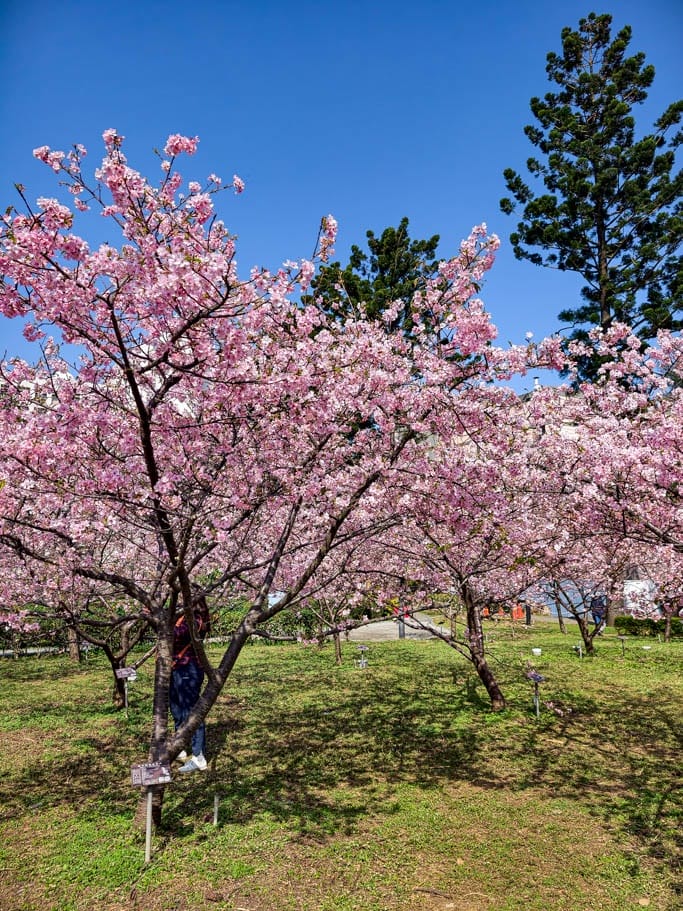 中壢中央大學中大湖櫻花｜來自日本的粉紅河津櫻超好拍
