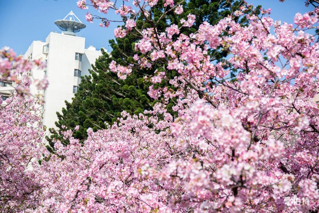 中壢中央大學中大湖櫻花｜來自日本的粉紅河津櫻超好拍