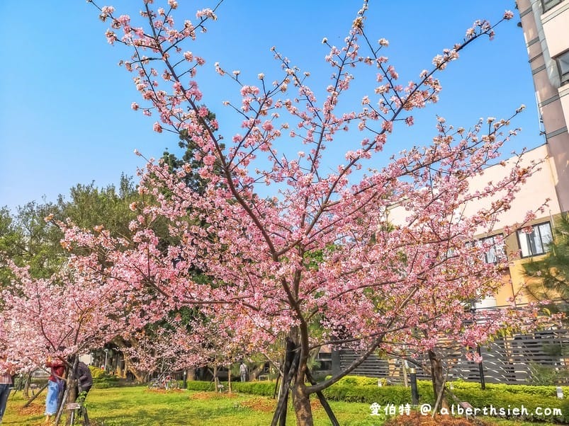 中壢中央大學中大湖櫻花｜來自日本的粉紅河津櫻超好拍