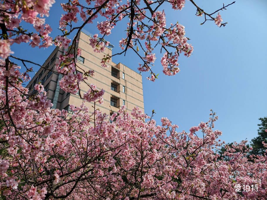中壢中央大學中大湖櫻花｜來自日本的粉紅河津櫻超好拍