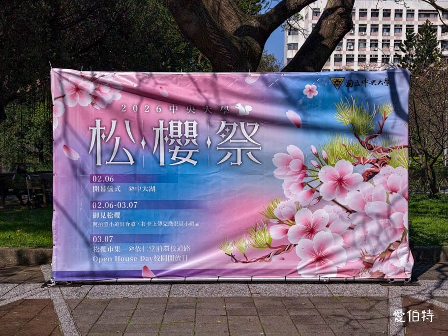 中壢中央大學中大湖櫻花｜來自日本的粉紅河津櫻超好拍