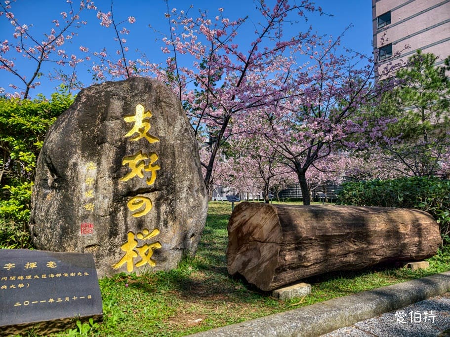 中壢中央大學中大湖櫻花｜來自日本的粉紅河津櫻超好拍