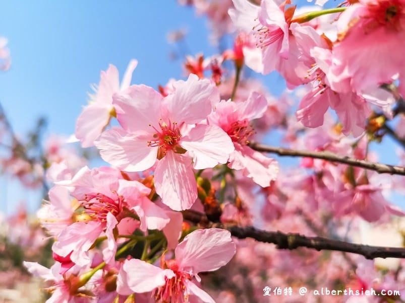 中壢中央大學中大湖櫻花｜來自日本的粉紅河津櫻超好拍