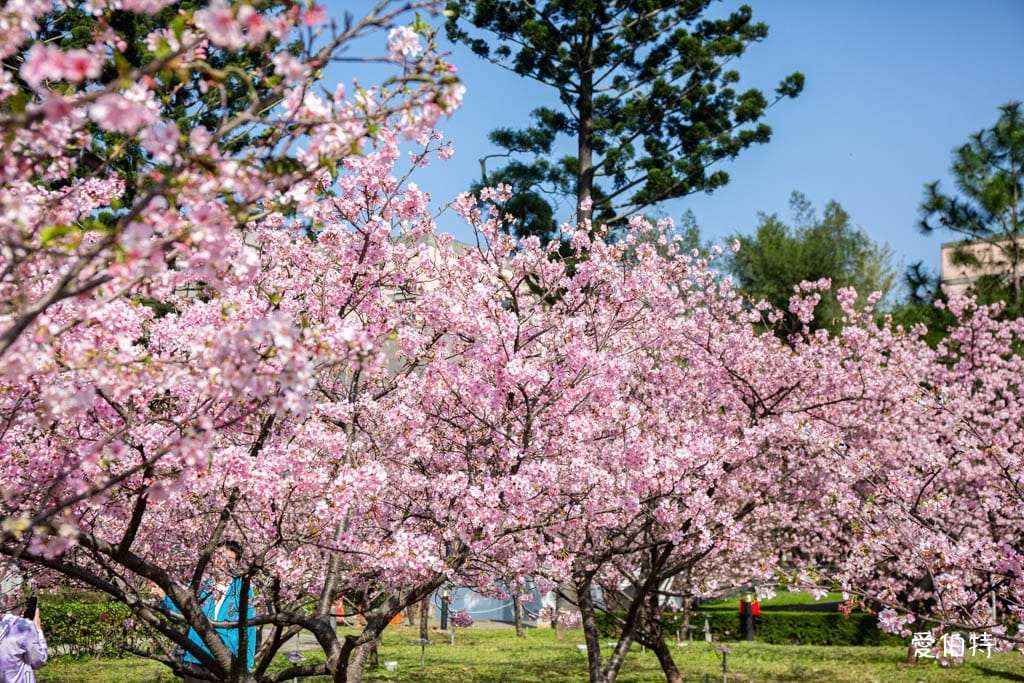 中壢中央大學中大湖櫻花｜來自日本的粉紅河津櫻超好拍