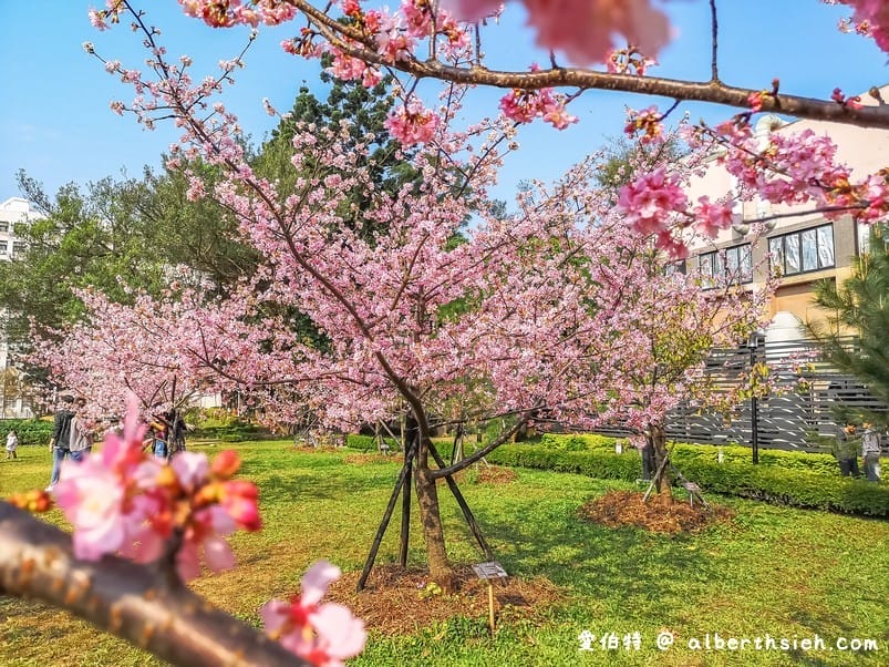 中壢中央大學中大湖櫻花｜來自日本的粉紅河津櫻超好拍