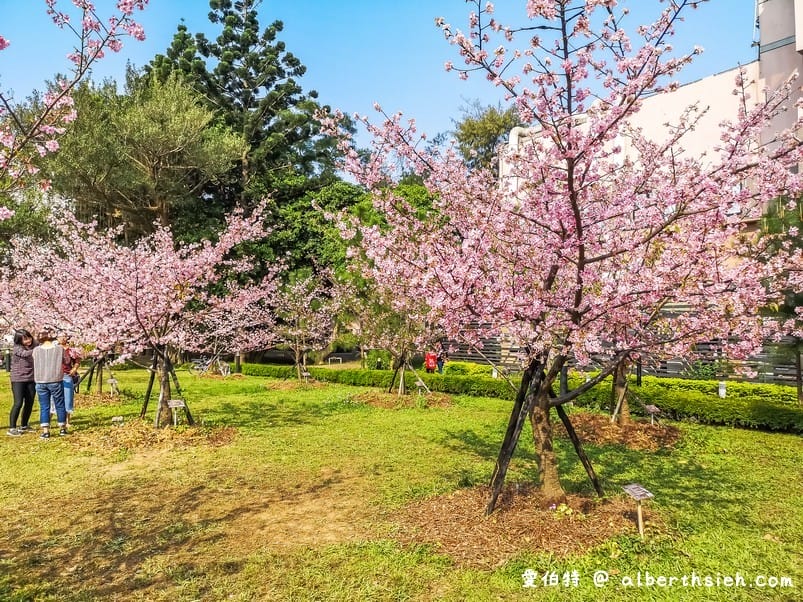 中壢中央大學中大湖櫻花｜來自日本的粉紅河津櫻超好拍